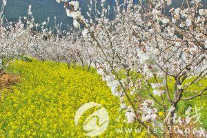 德昌樱桃花.jpg