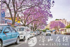 西昌蓝花楹.jpg