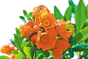 会理石榴观花 凉山在线.jpg
